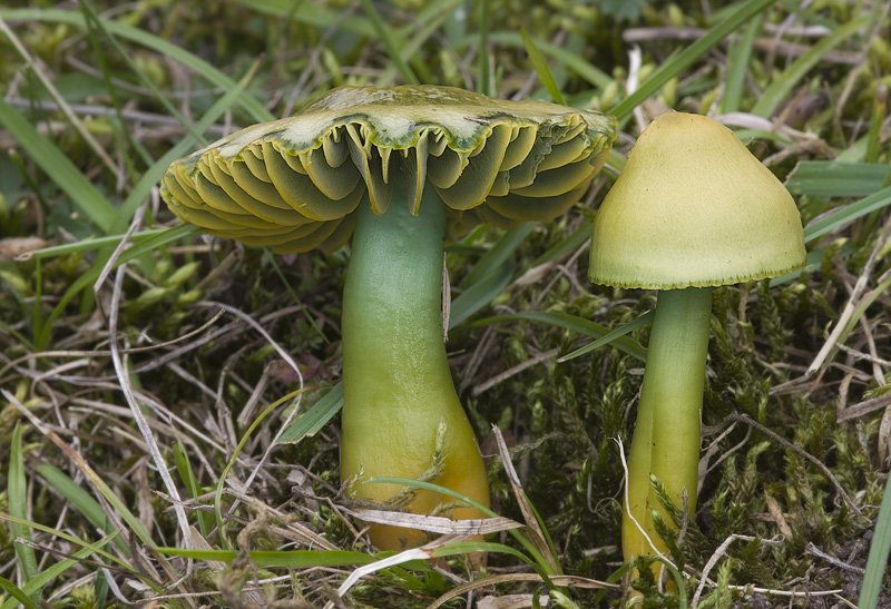 Hygrocybe psittacina